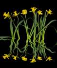 USA, Washington State, Seabeck. Daffodils reflection on black background. Art Print